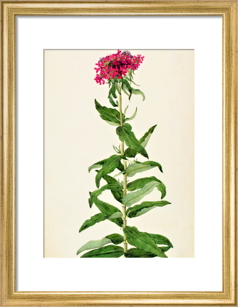 Lychnis Chalcedonica - The Dapuri Collection - Image 5