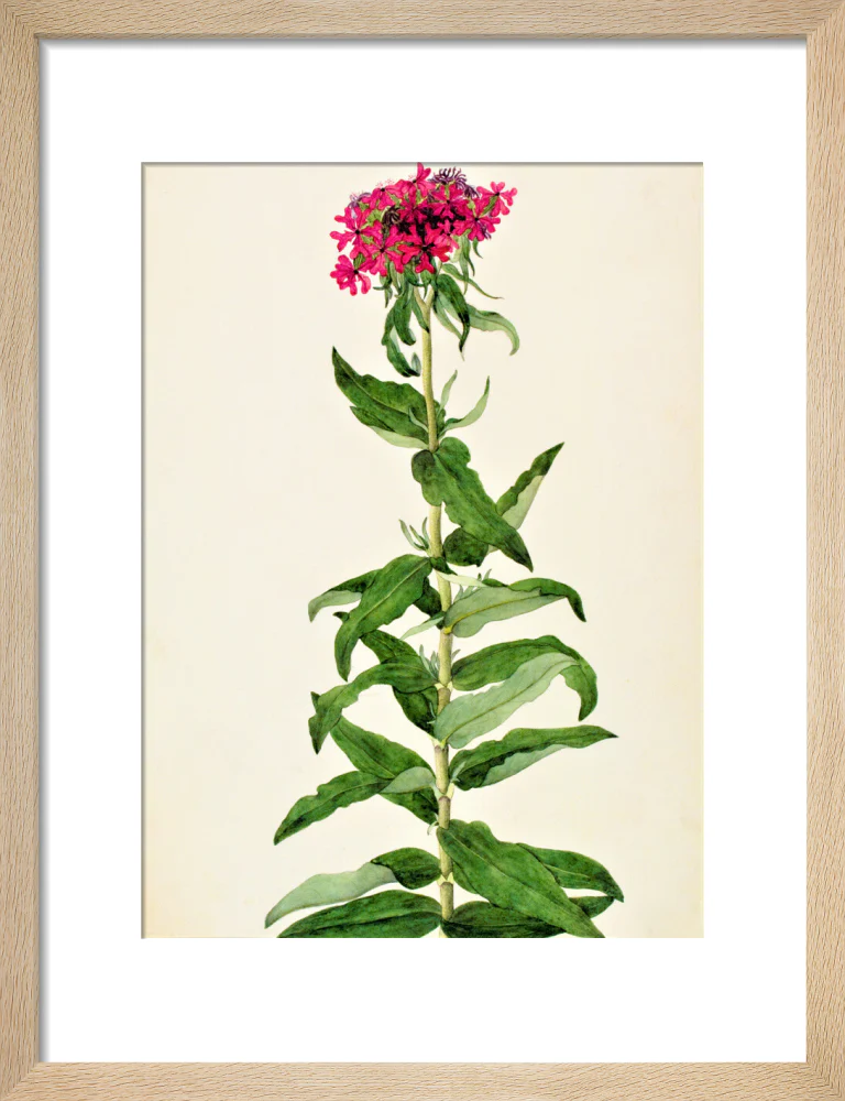 Lychnis Chalcedonica - The Dapuri Collection - Image 6