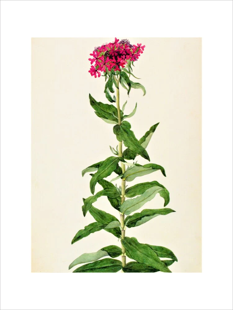 Lychnis Chalcedonica - The Dapuri Collection - Image 7