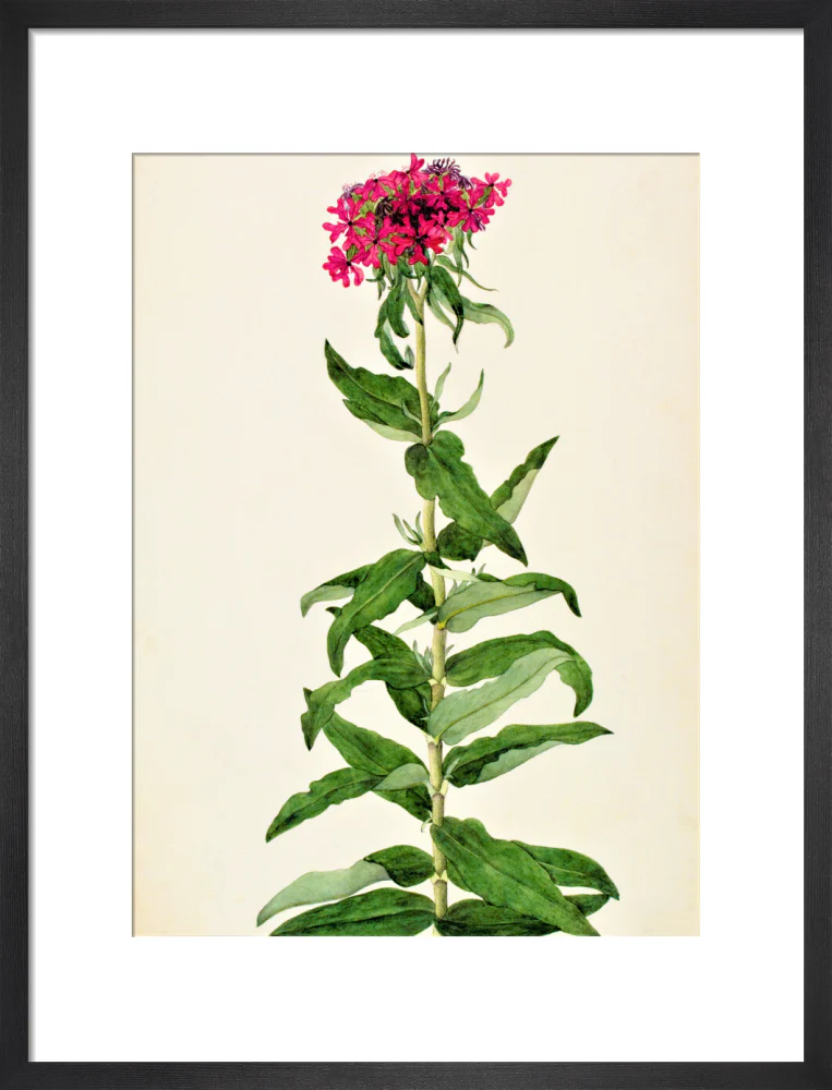 Lychnis Chalcedonica - The Dapuri Collection - Image 8
