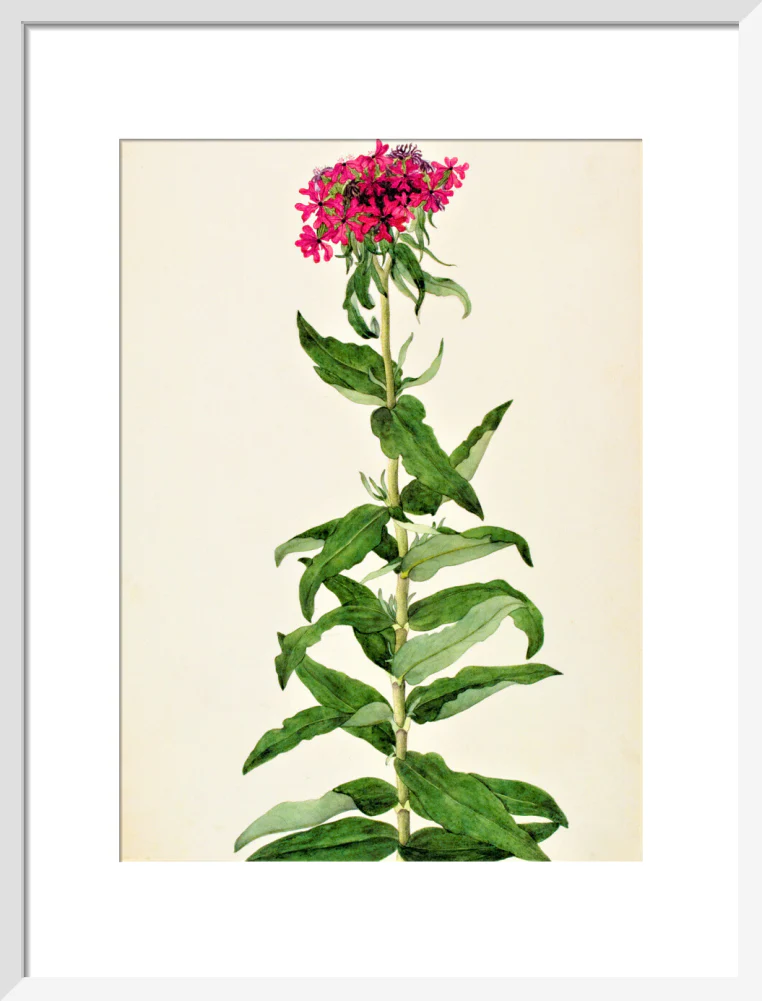 Lychnis Chalcedonica - The Dapuri Collection - Image 9