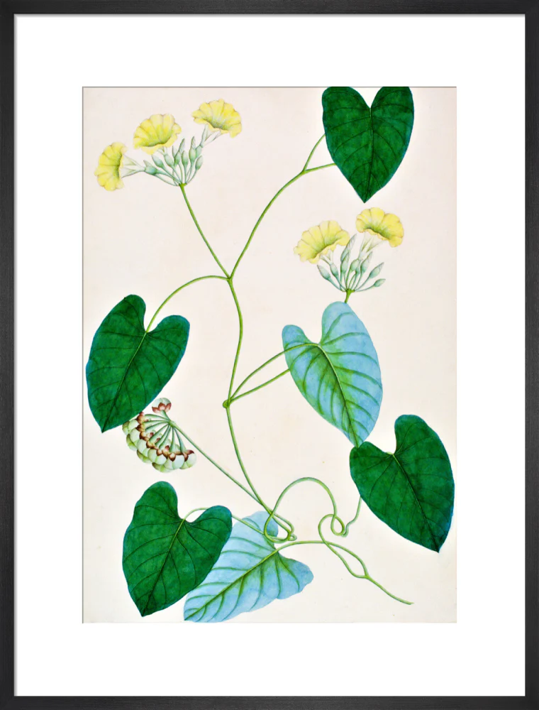 Merremia Umbellata - The Dapuri Collection - Image 13