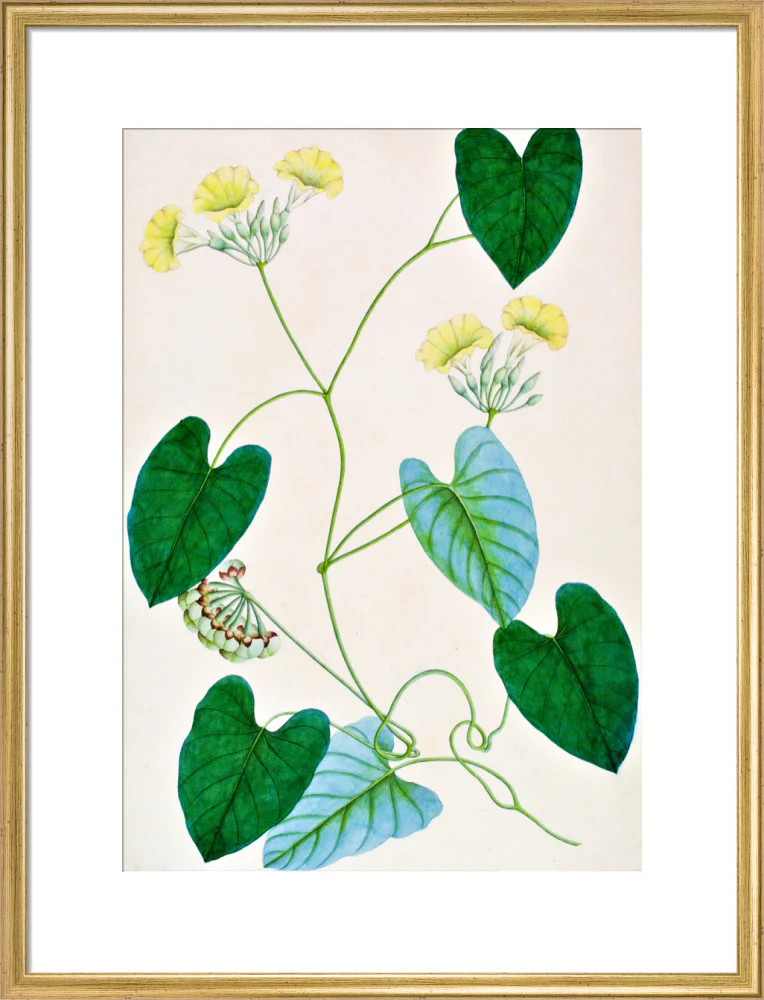Merremia Umbellata - The Dapuri Collection - Image 15