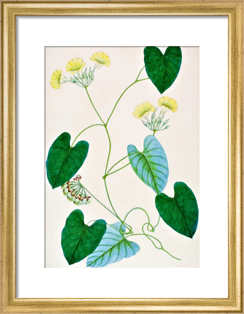 Merremia Umbellata - The Dapuri Collection - Image 5