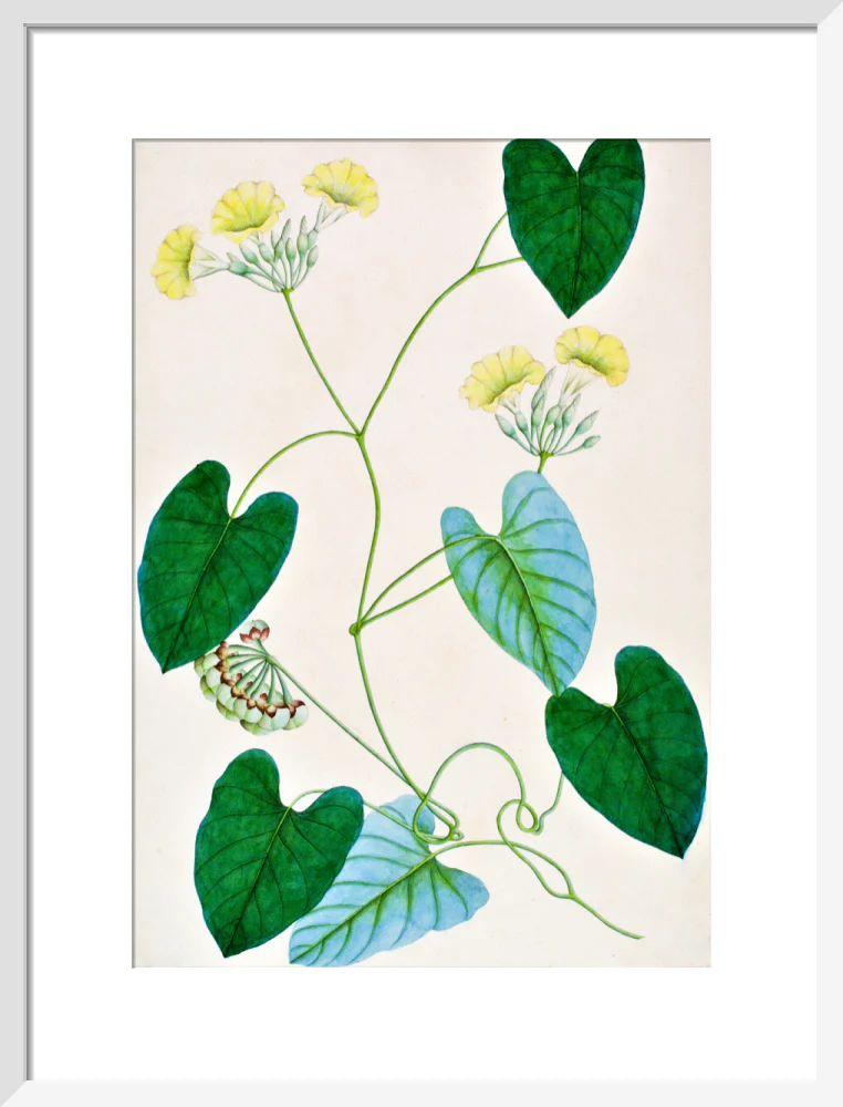 Merremia Umbellata - The Dapuri Collection - Image 9
