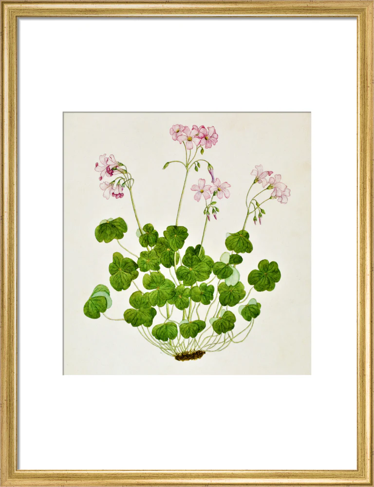 Oxalis Corymbosa - The Dapuri Collection - Image 10