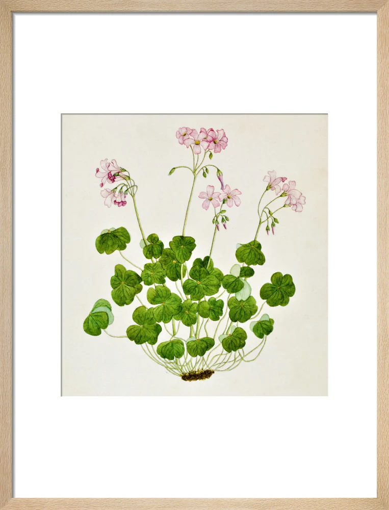 Oxalis Corymbosa - The Dapuri Collection - Image 11