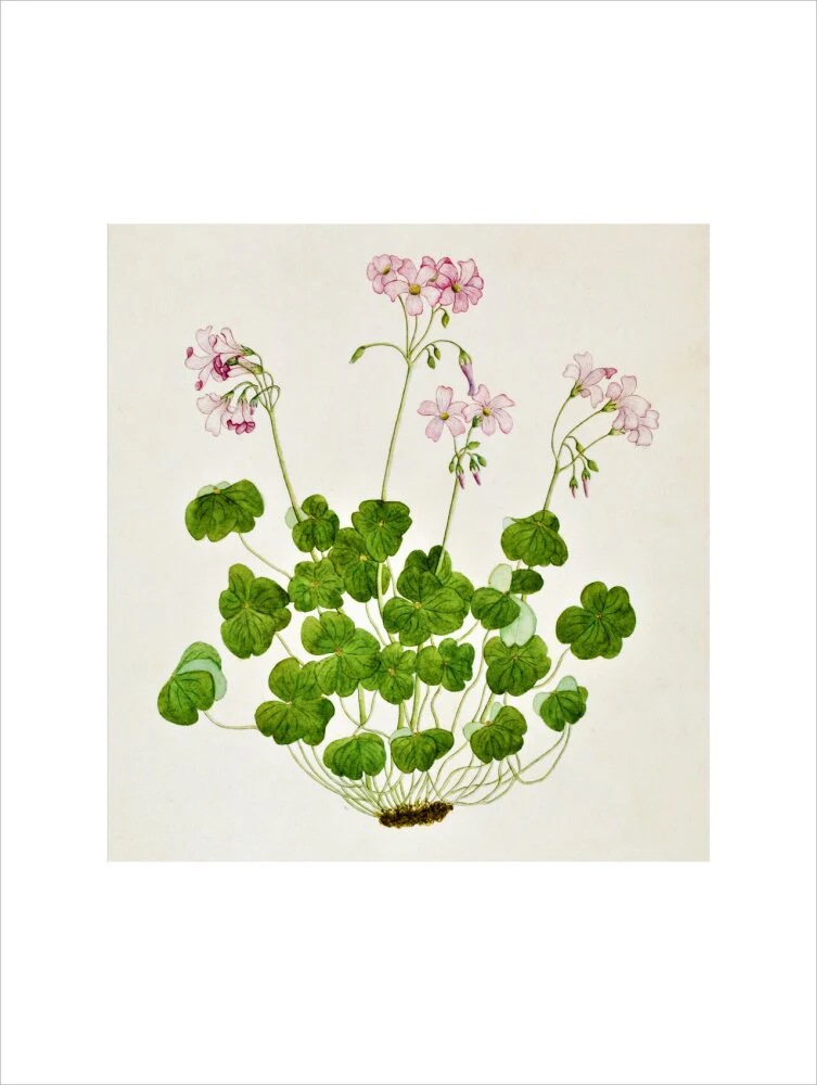Oxalis Corymbosa - The Dapuri Collection - Image 12