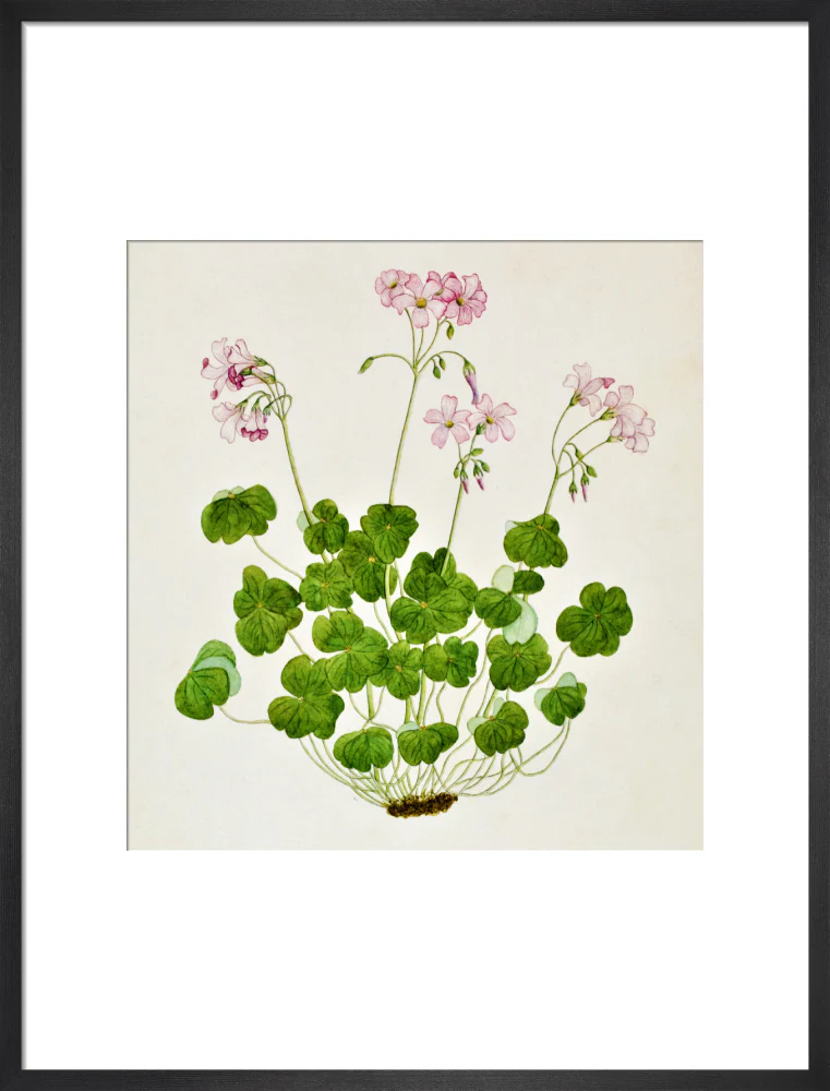 Oxalis Corymbosa - The Dapuri Collection - Image 13