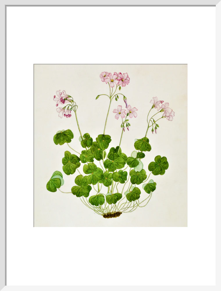 Oxalis Corymbosa - The Dapuri Collection - Image 14