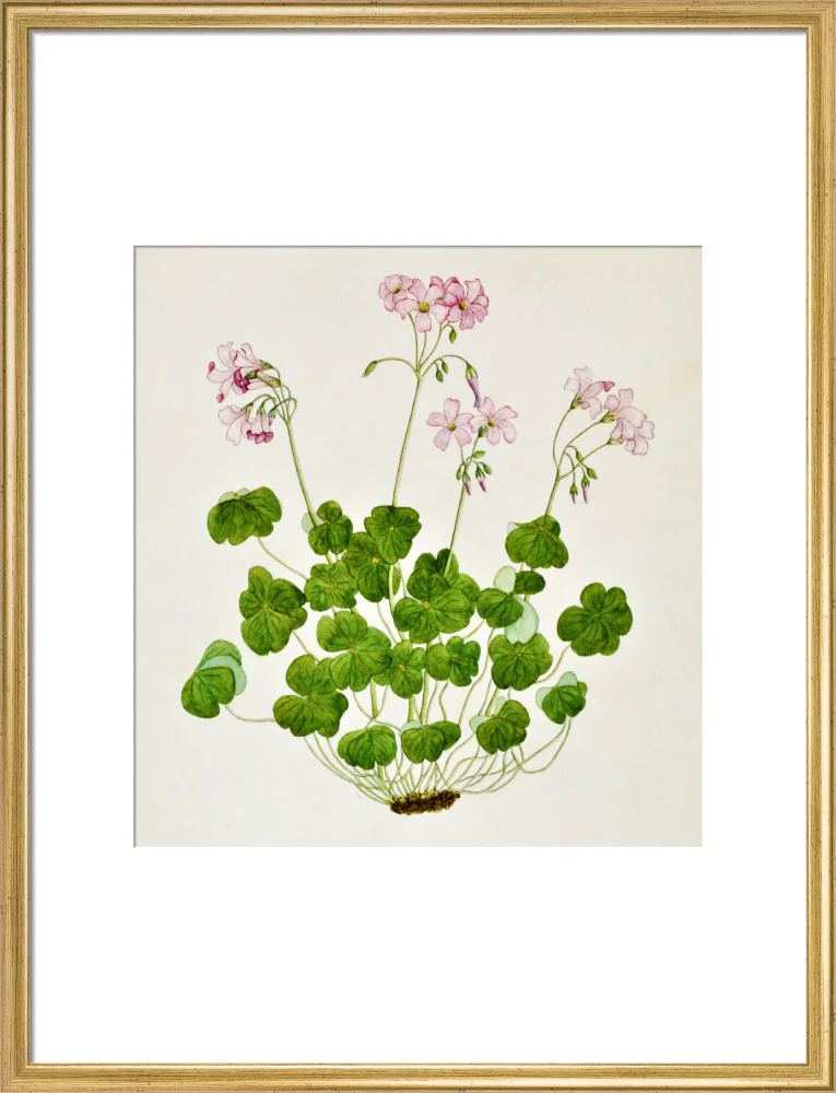 Oxalis Corymbosa - The Dapuri Collection - Image 15