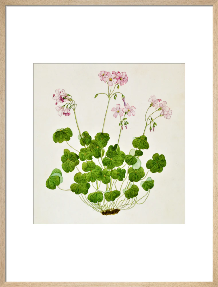 Oxalis Corymbosa - The Dapuri Collection - Image 16