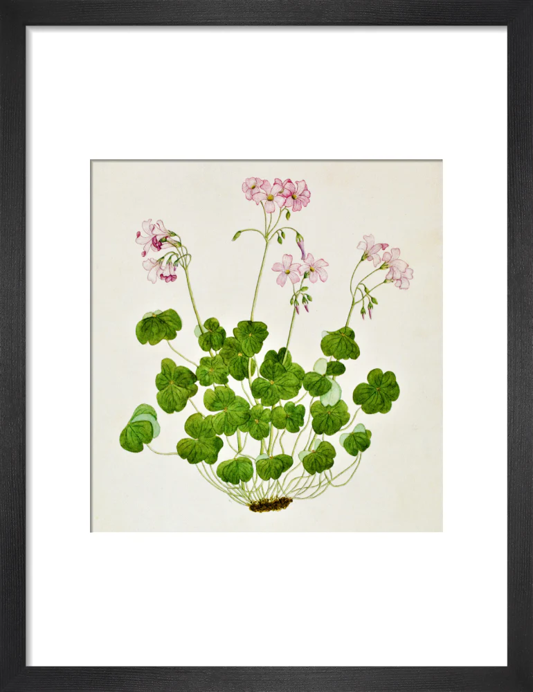 Oxalis Corymbosa - The Dapuri Collection - Image 3