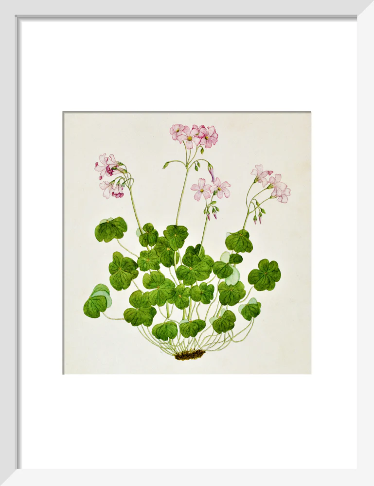 Oxalis Corymbosa - The Dapuri Collection - Image 4