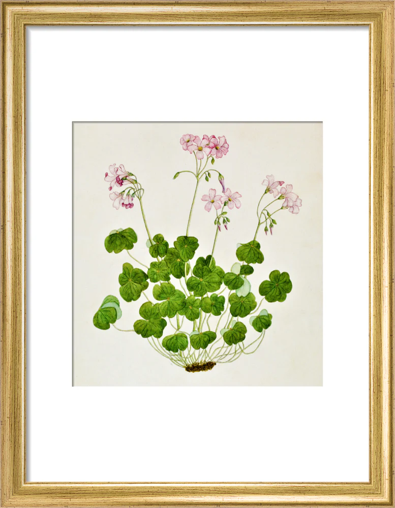 Oxalis Corymbosa - The Dapuri Collection - Image 5