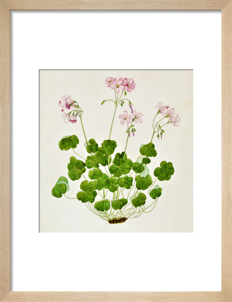 Oxalis Corymbosa - The Dapuri Collection - Image 6