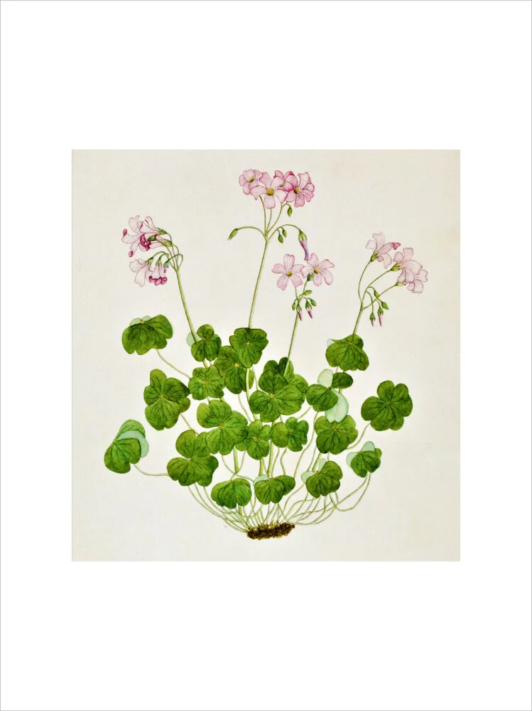 Oxalis Corymbosa - The Dapuri Collection - Image 7