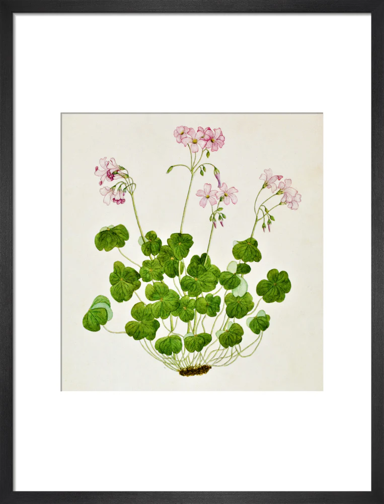 Oxalis Corymbosa - The Dapuri Collection - Image 8