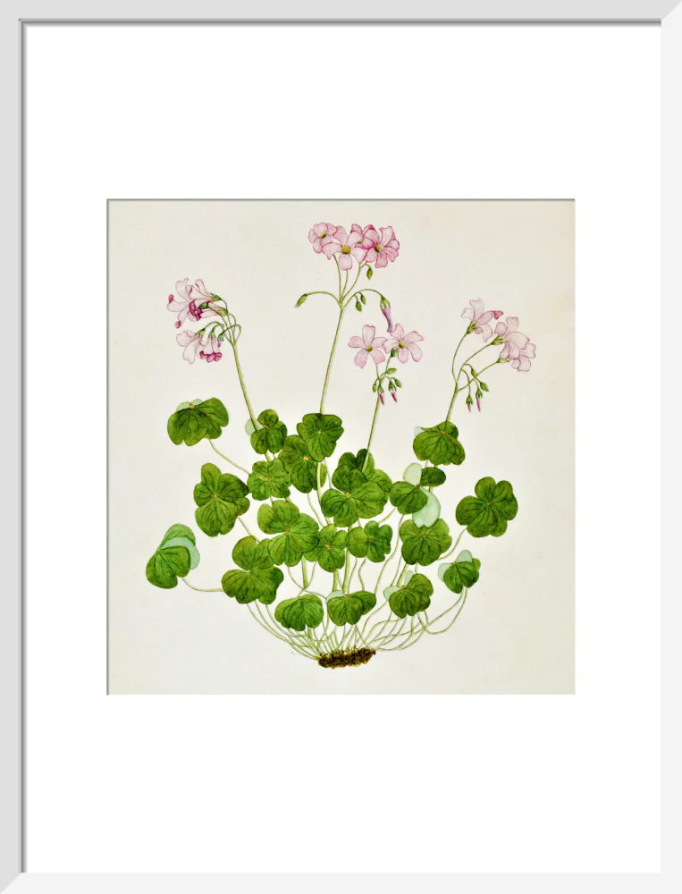 Oxalis Corymbosa - The Dapuri Collection - Image 9