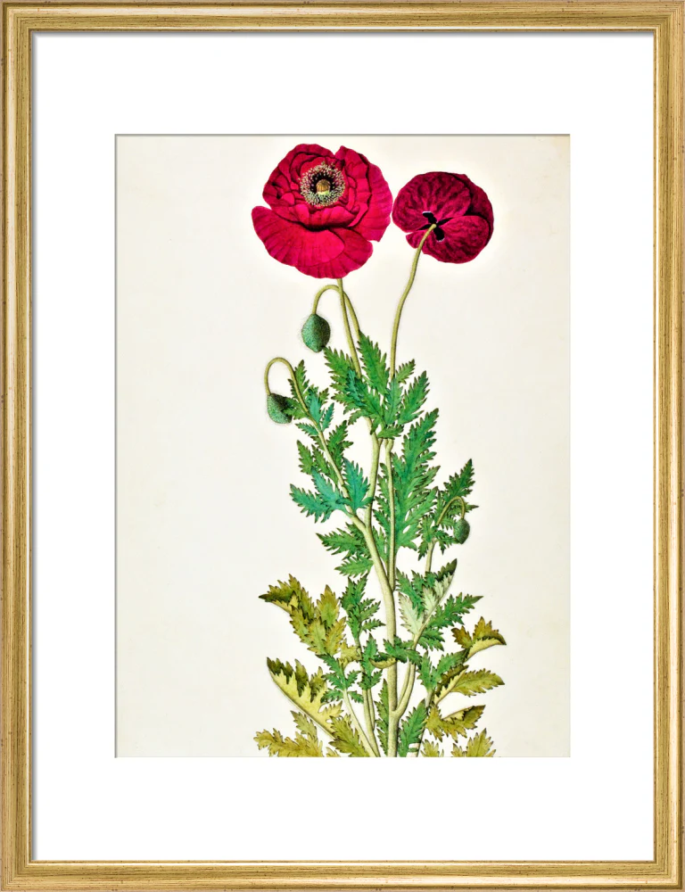 Papaver Rhoeas - The Dapuri Collection - Image 10