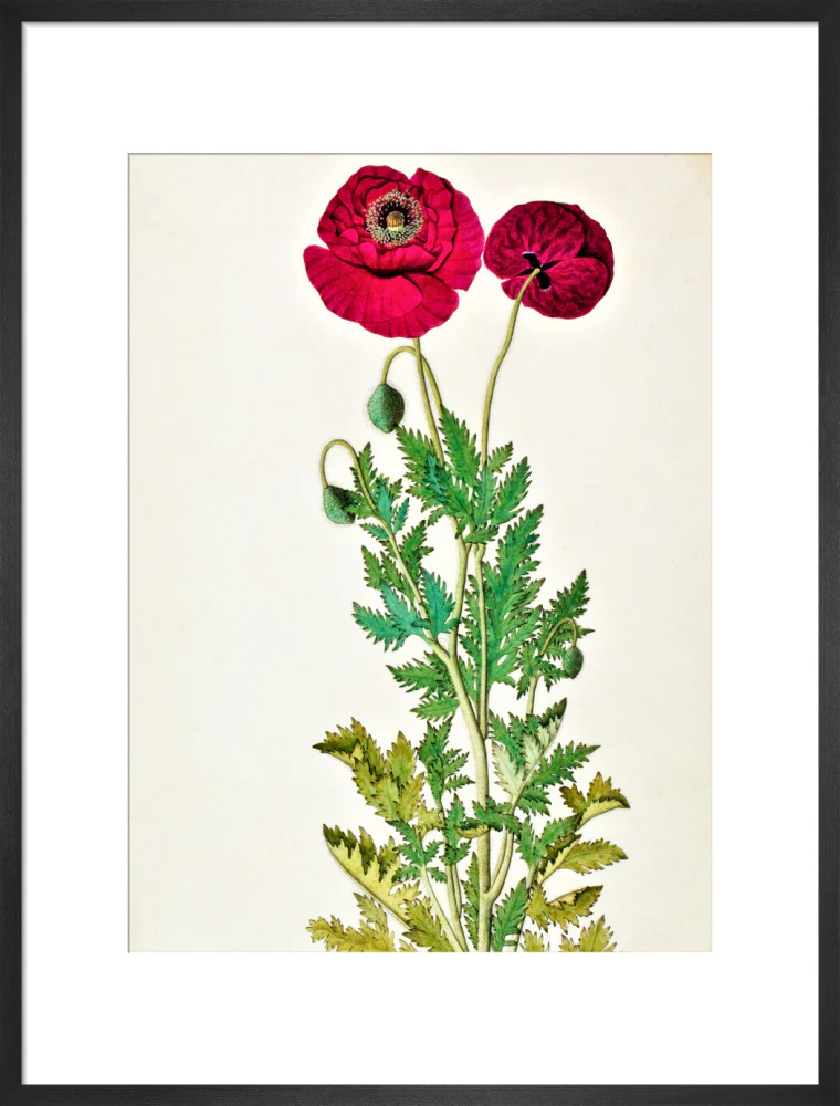 Papaver Rhoeas - The Dapuri Collection - Image 13