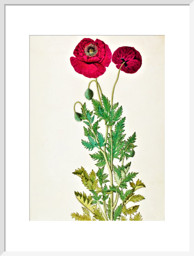 Papaver Rhoeas - The Dapuri Collection - Image 14