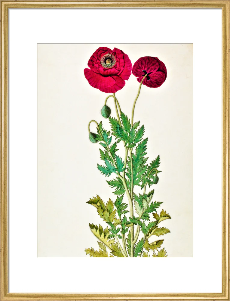 Papaver Rhoeas - The Dapuri Collection - Image 15