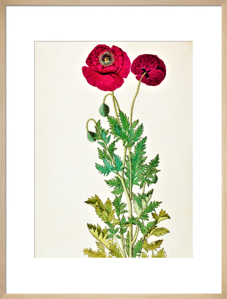 Papaver Rhoeas - The Dapuri Collection - Image 16