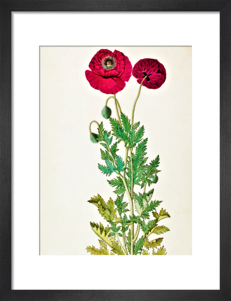 Papaver Rhoeas - The Dapuri Collection - Image 3