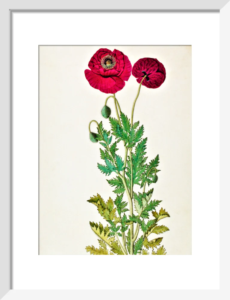 Papaver Rhoeas - The Dapuri Collection - Image 4