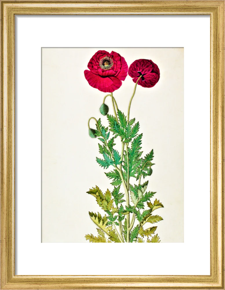 Papaver Rhoeas - The Dapuri Collection - Image 5