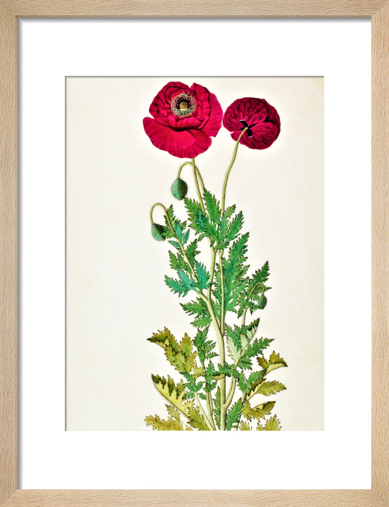 Papaver Rhoeas - The Dapuri Collection - Image 6