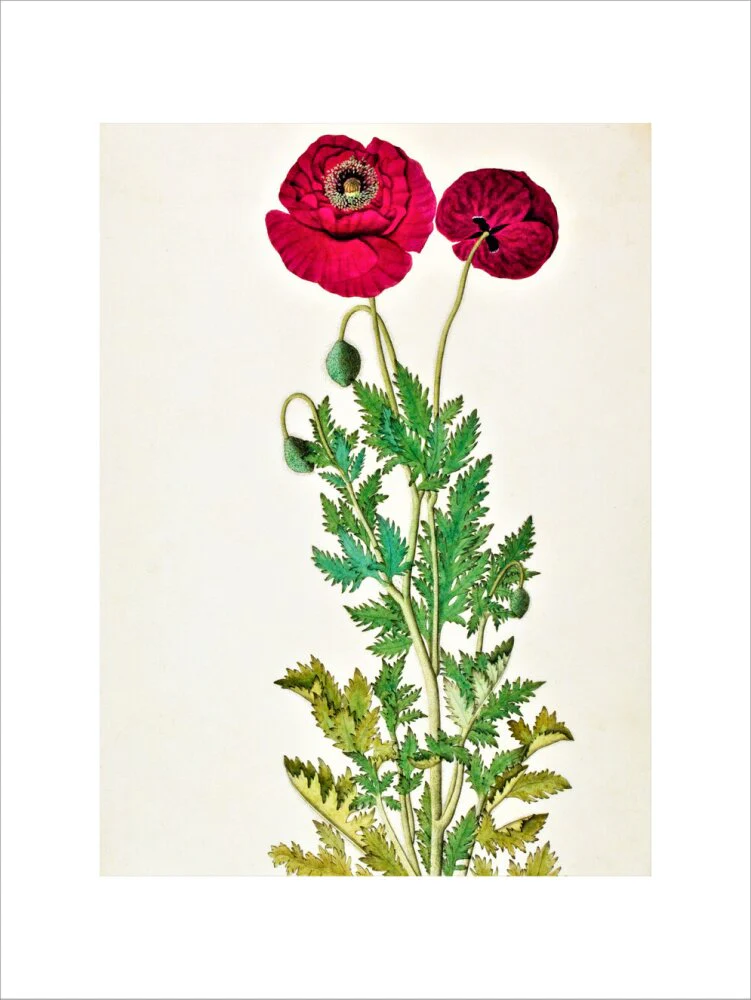 Papaver Rhoeas - The Dapuri Collection - Image 7