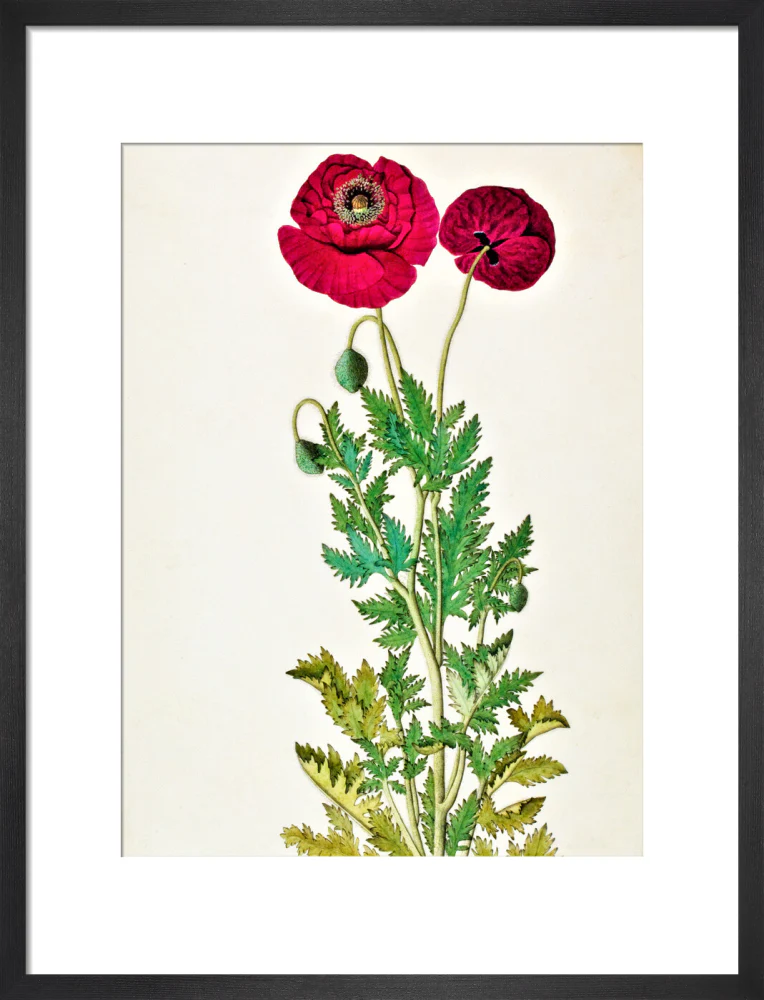 Papaver Rhoeas - The Dapuri Collection - Image 8