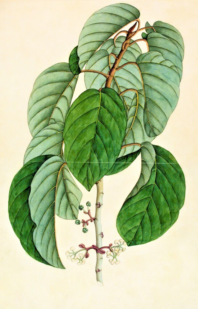 Poikilospermum Suaveolens - The Dapuri Collection