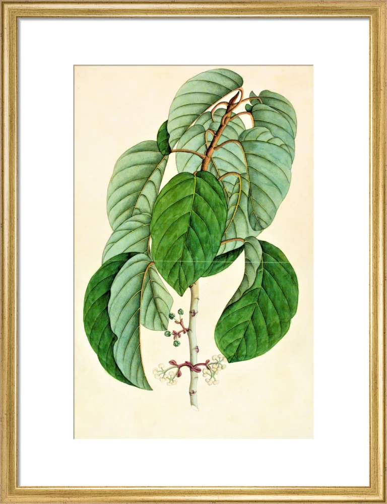 Poikilospermum Suaveolens - The Dapuri Collection - Image 10