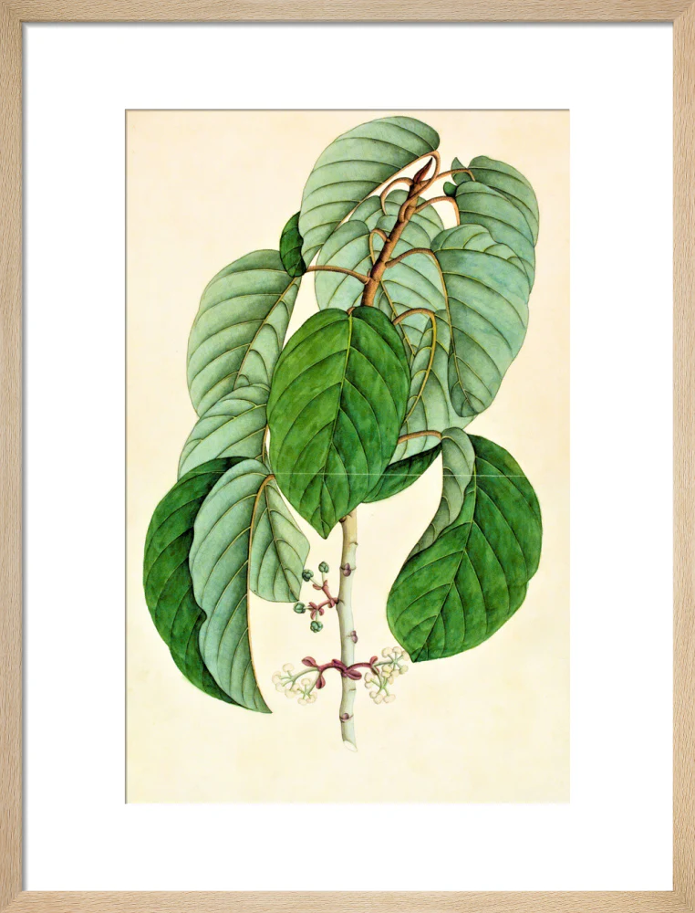 Poikilospermum Suaveolens - The Dapuri Collection - Image 11