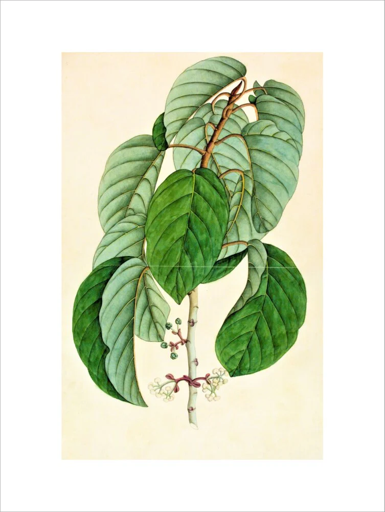 Poikilospermum Suaveolens - The Dapuri Collection - Image 12