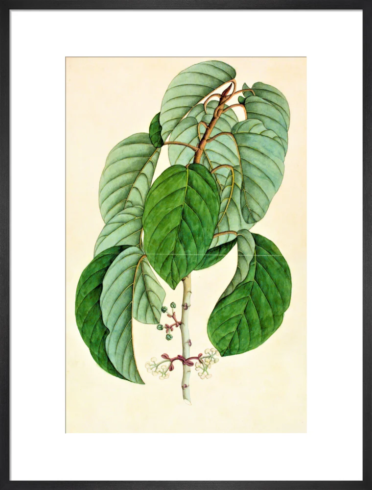 Poikilospermum Suaveolens - The Dapuri Collection - Image 13