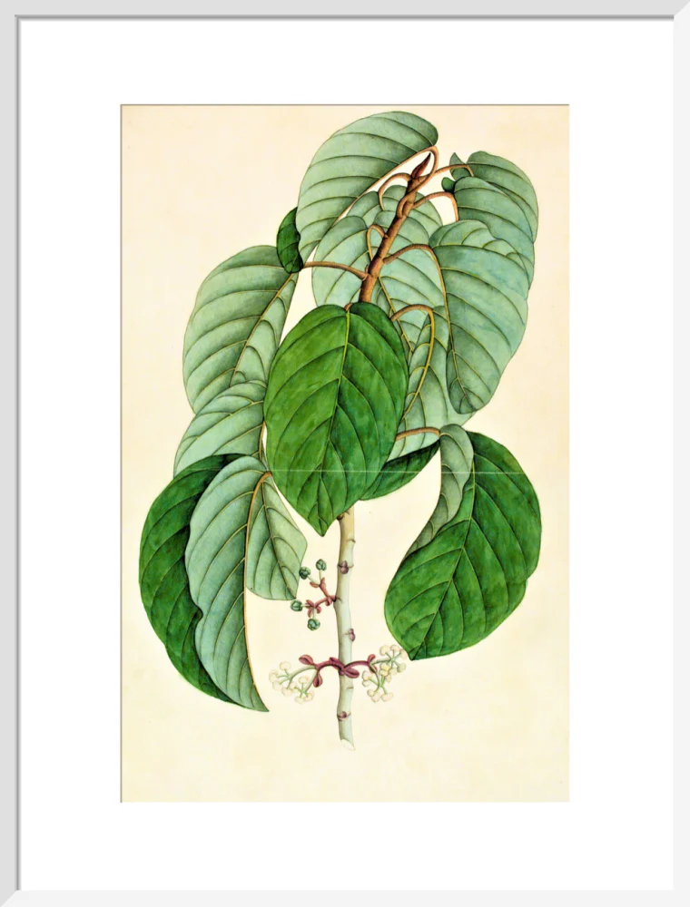 Poikilospermum Suaveolens - The Dapuri Collection - Image 14