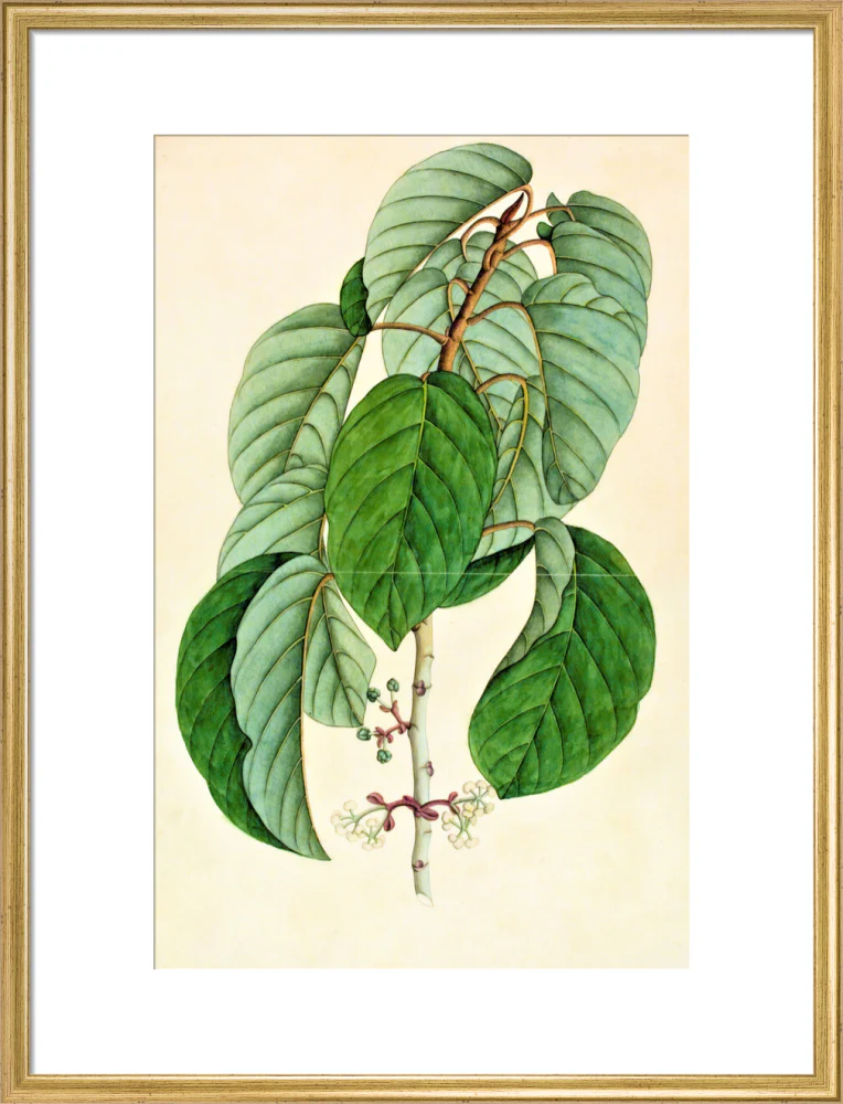 Poikilospermum Suaveolens - The Dapuri Collection - Image 15