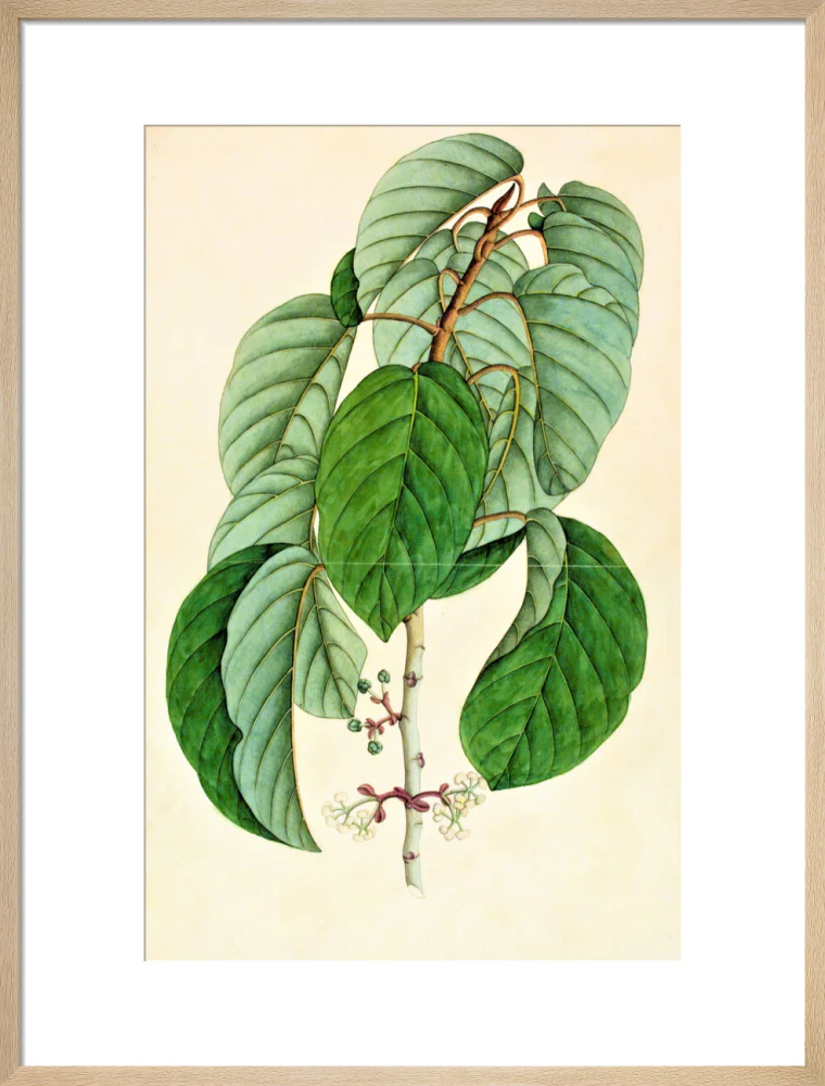 Poikilospermum Suaveolens - The Dapuri Collection - Image 16