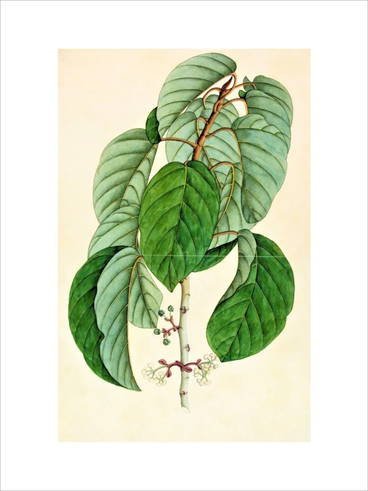 Poikilospermum Suaveolens - The Dapuri Collection - Image 2