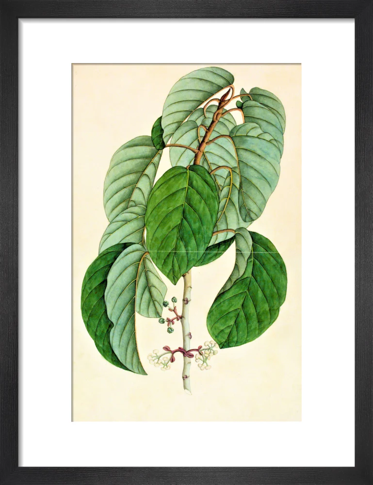 Poikilospermum Suaveolens - The Dapuri Collection - Image 3