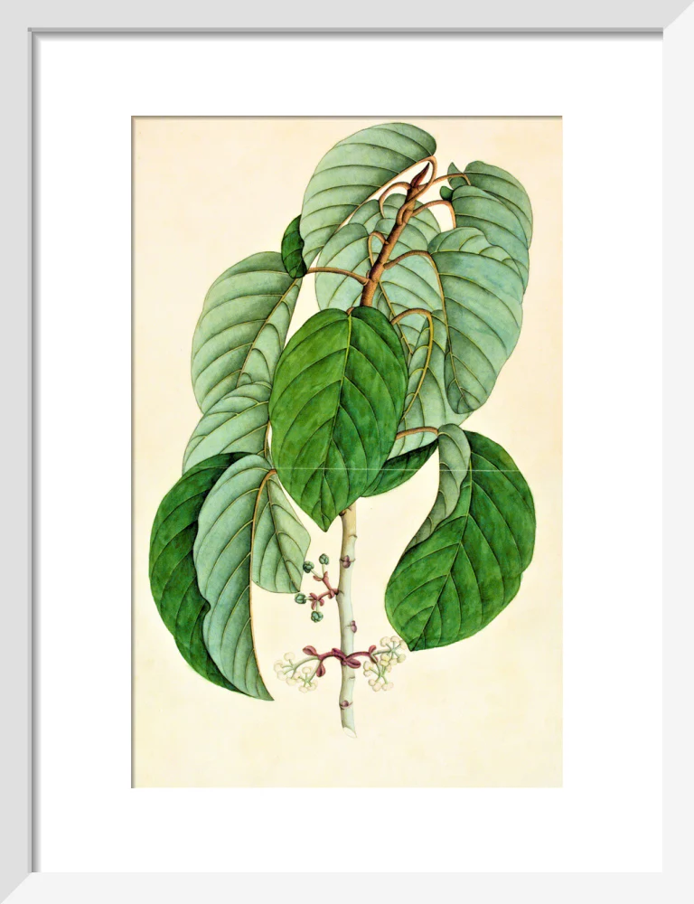 Poikilospermum Suaveolens - The Dapuri Collection - Image 4