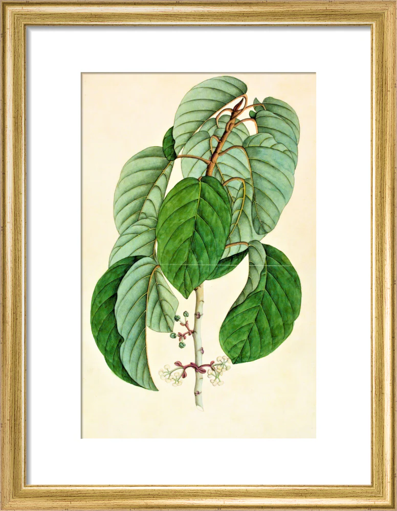 Poikilospermum Suaveolens - The Dapuri Collection - Image 5