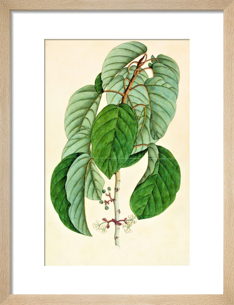 Poikilospermum Suaveolens - The Dapuri Collection - Image 6