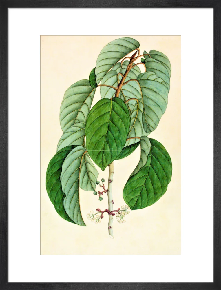 Poikilospermum Suaveolens - The Dapuri Collection - Image 8