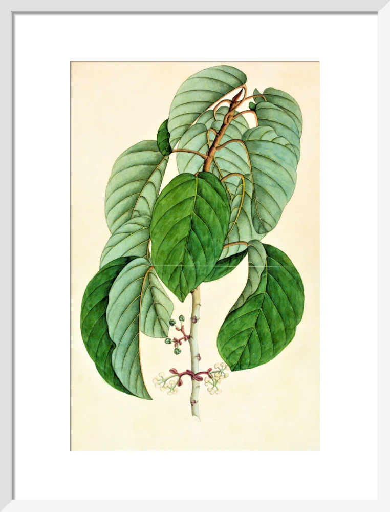 Poikilospermum Suaveolens - The Dapuri Collection - Image 9