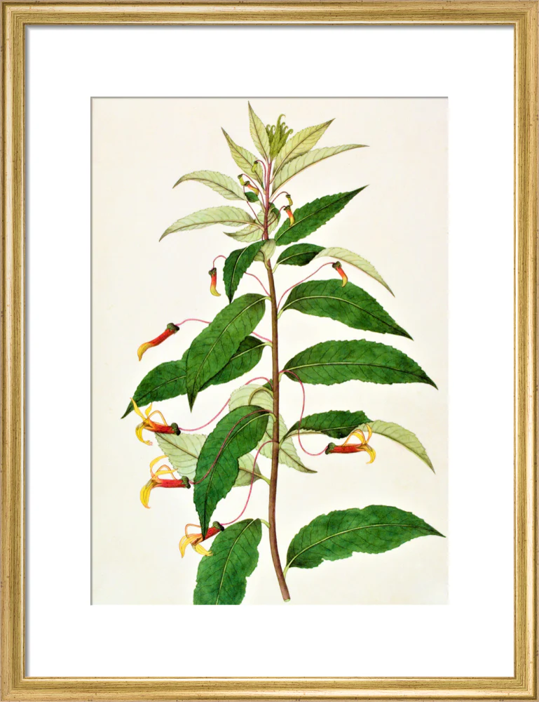 Siphocampylus - The Dapuri Collection - Image 10